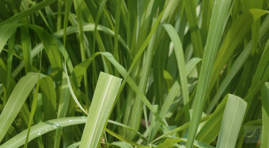 Lemongrass Organic Bar Soap