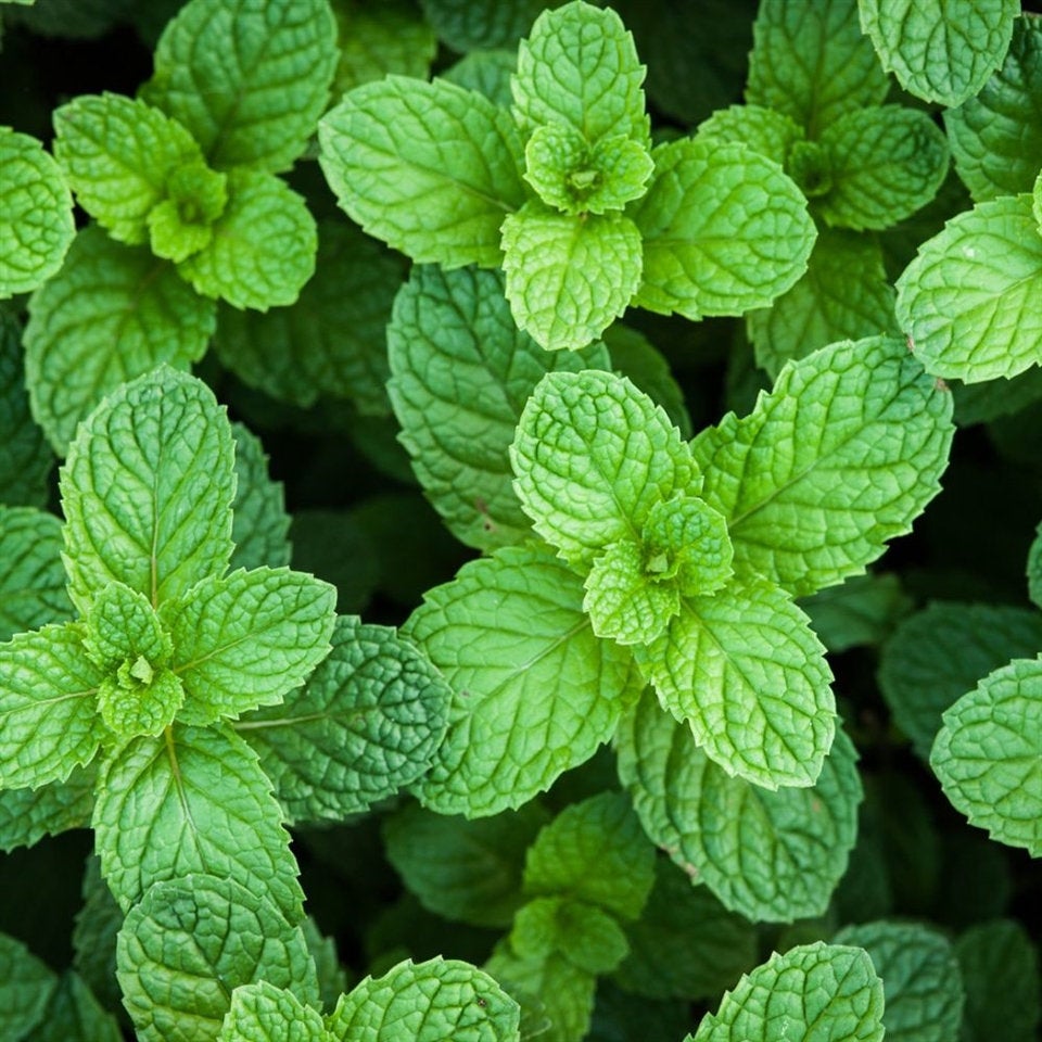 Spicy Peppermint: Organic Bar Soap