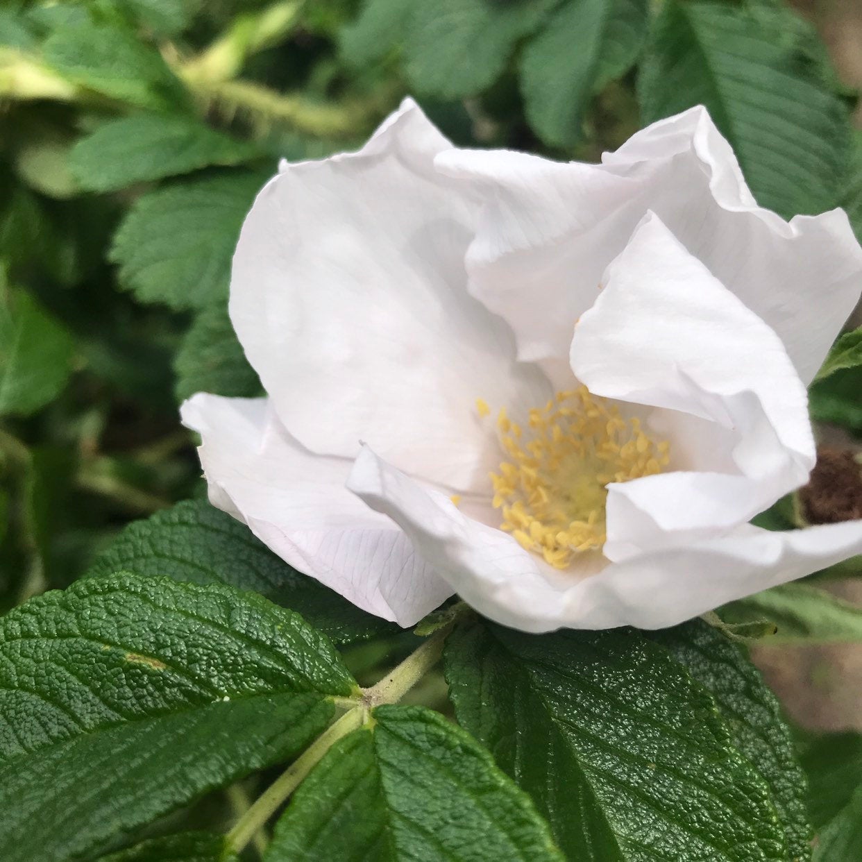 Wellfleet Beach Rose, Organic Bar Soap