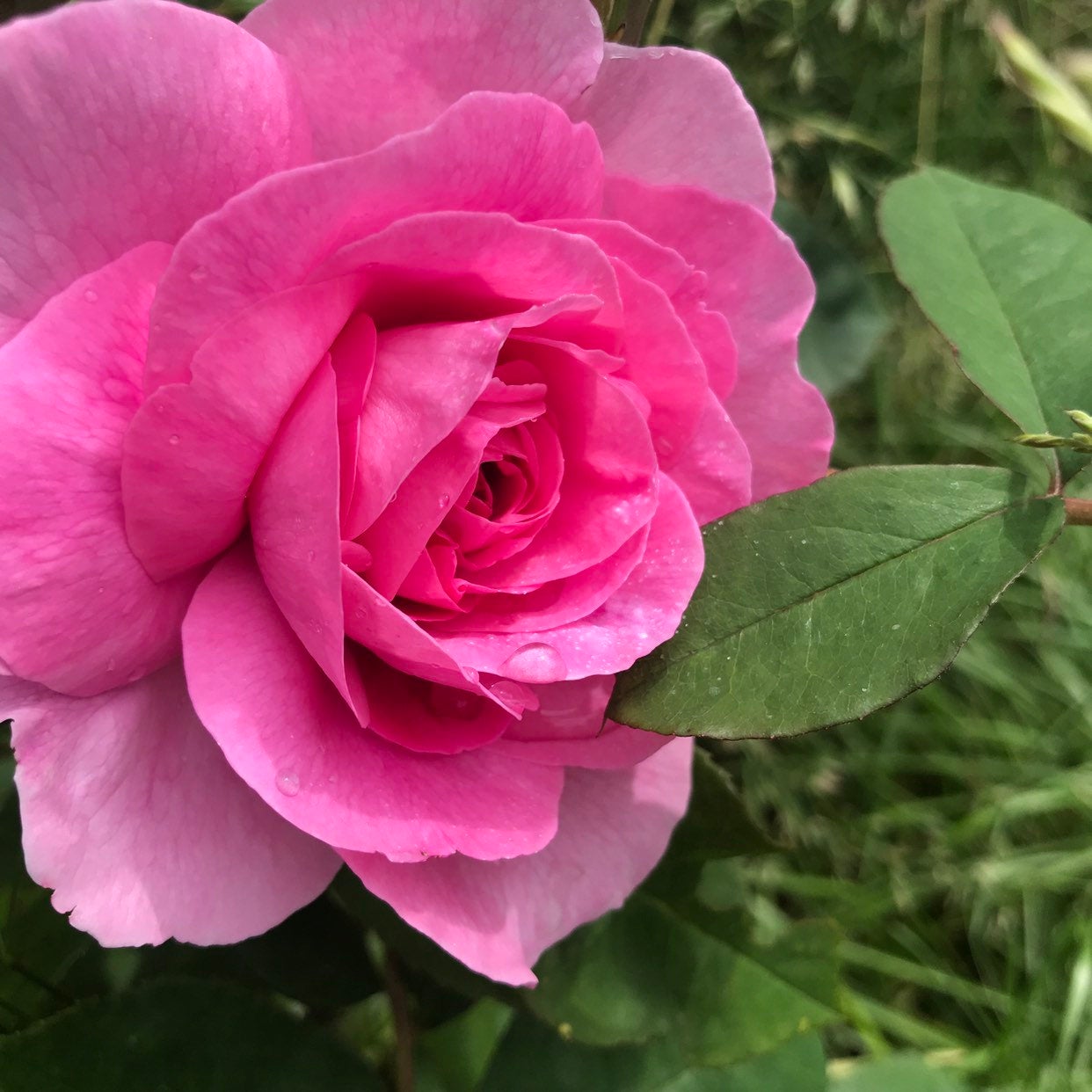 Wellfleet Beach Rose, Organic Bar Soap