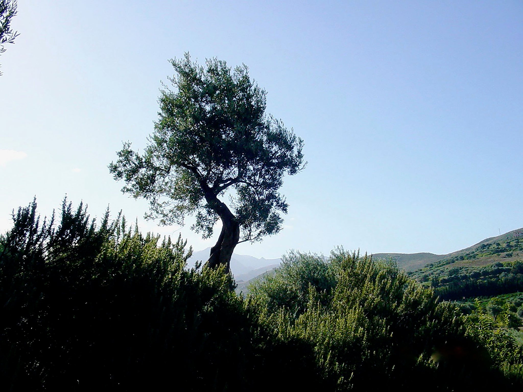 Smudge Spray: Sacred Space, protection & purifying tonic