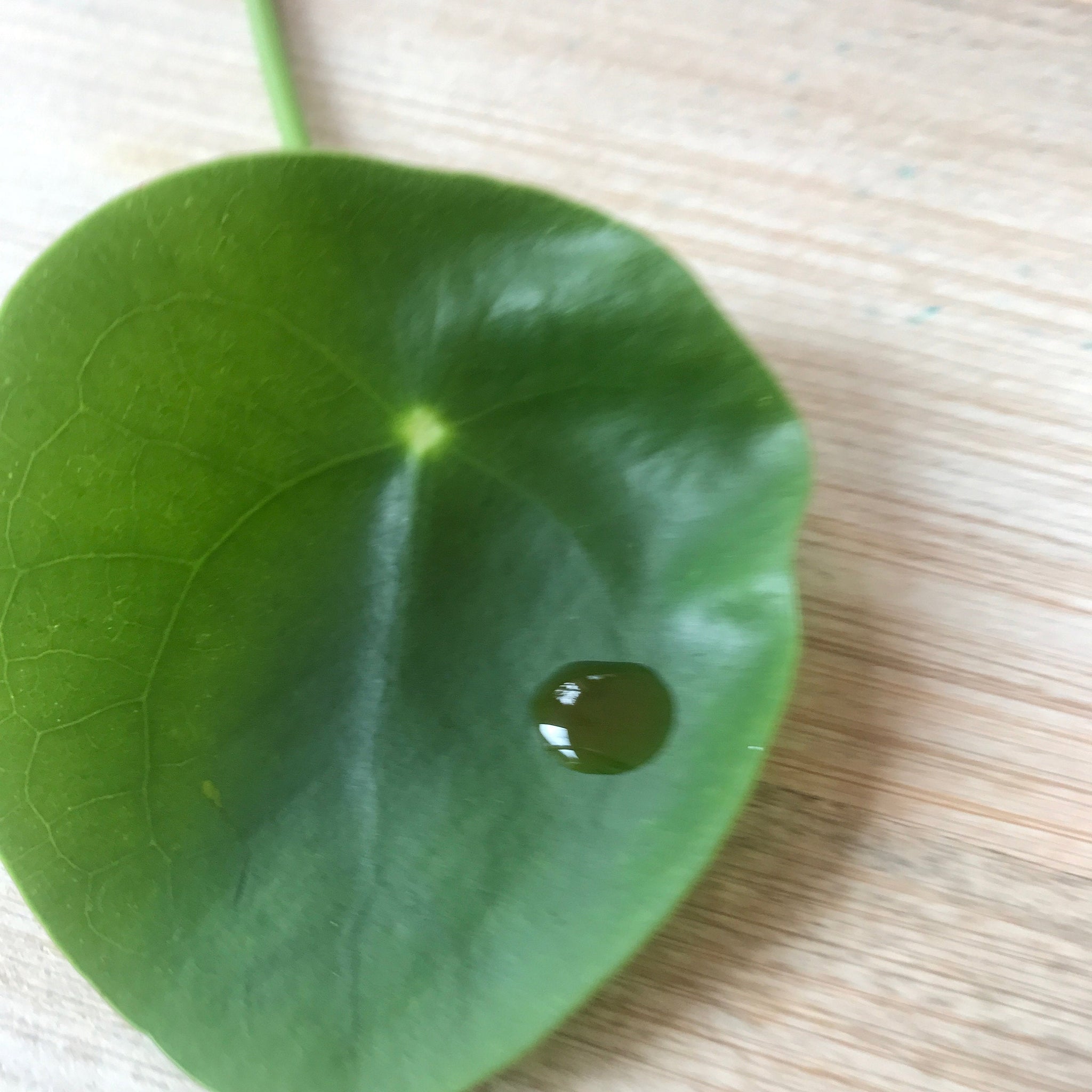 Scar Treatment Serum