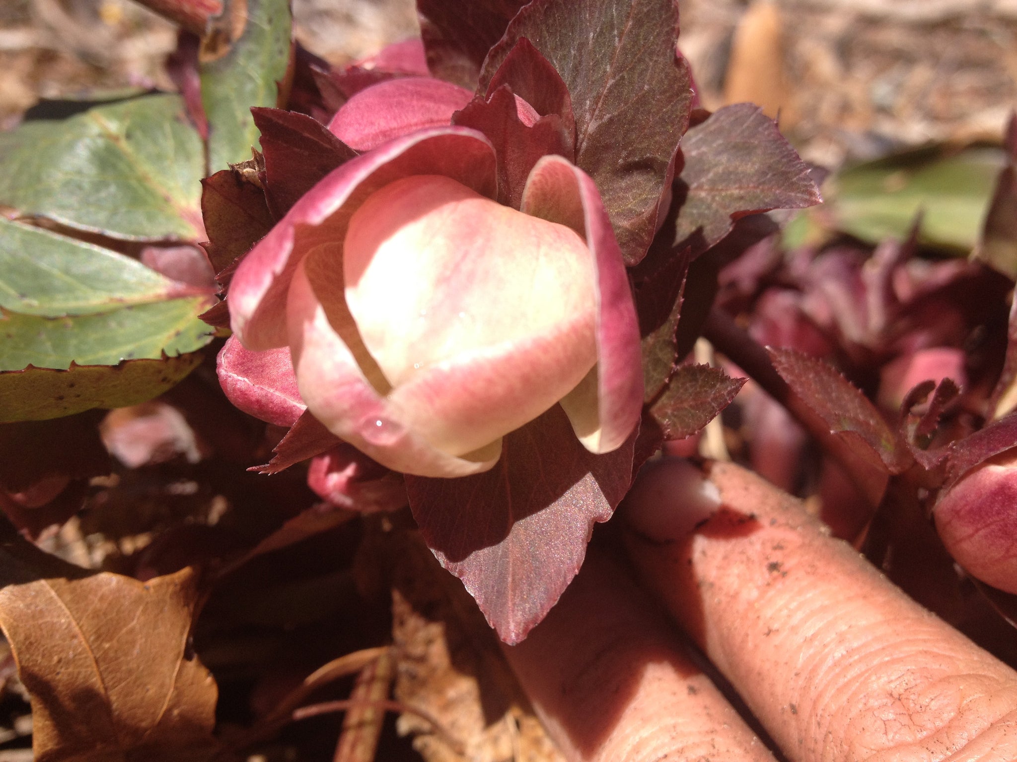 Scar Treatment Serum