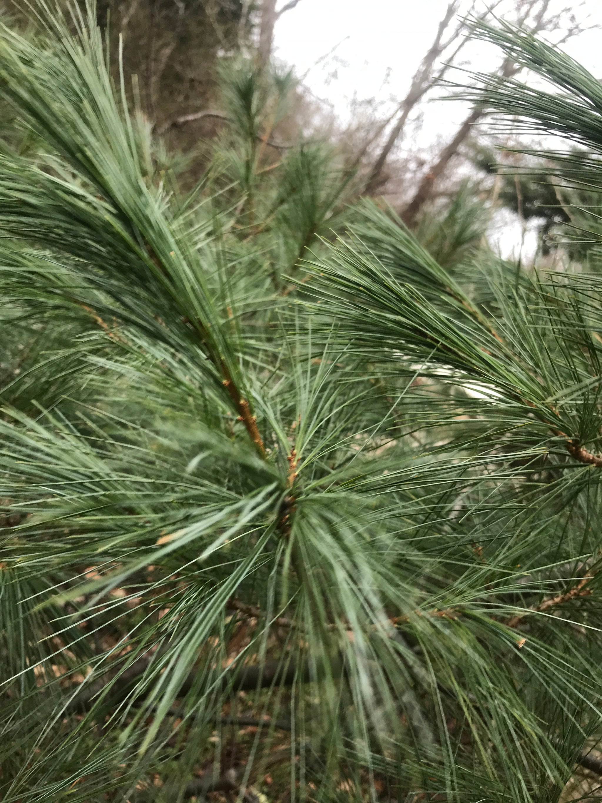 Smudge Spray: Sacred Space, protection & purifying tonic