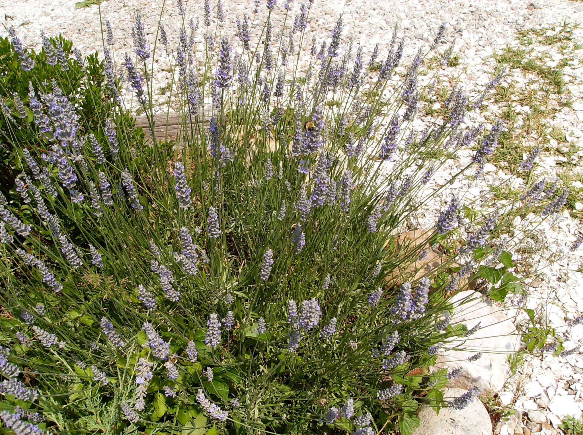 Smudge Spray: Sacred Space, protection & purifying tonic