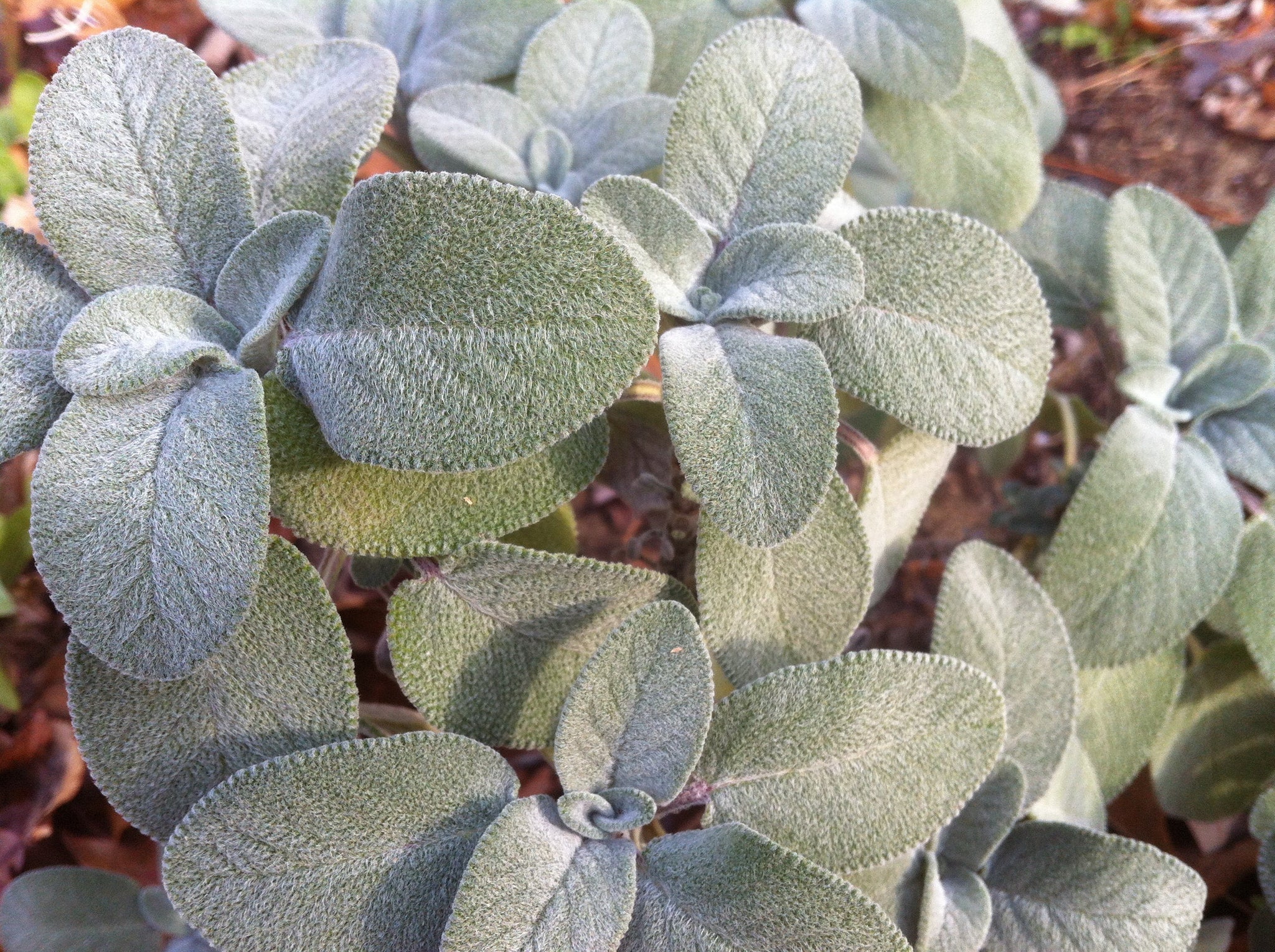 Smudge Spray: Sacred Space, protection & purifying tonic