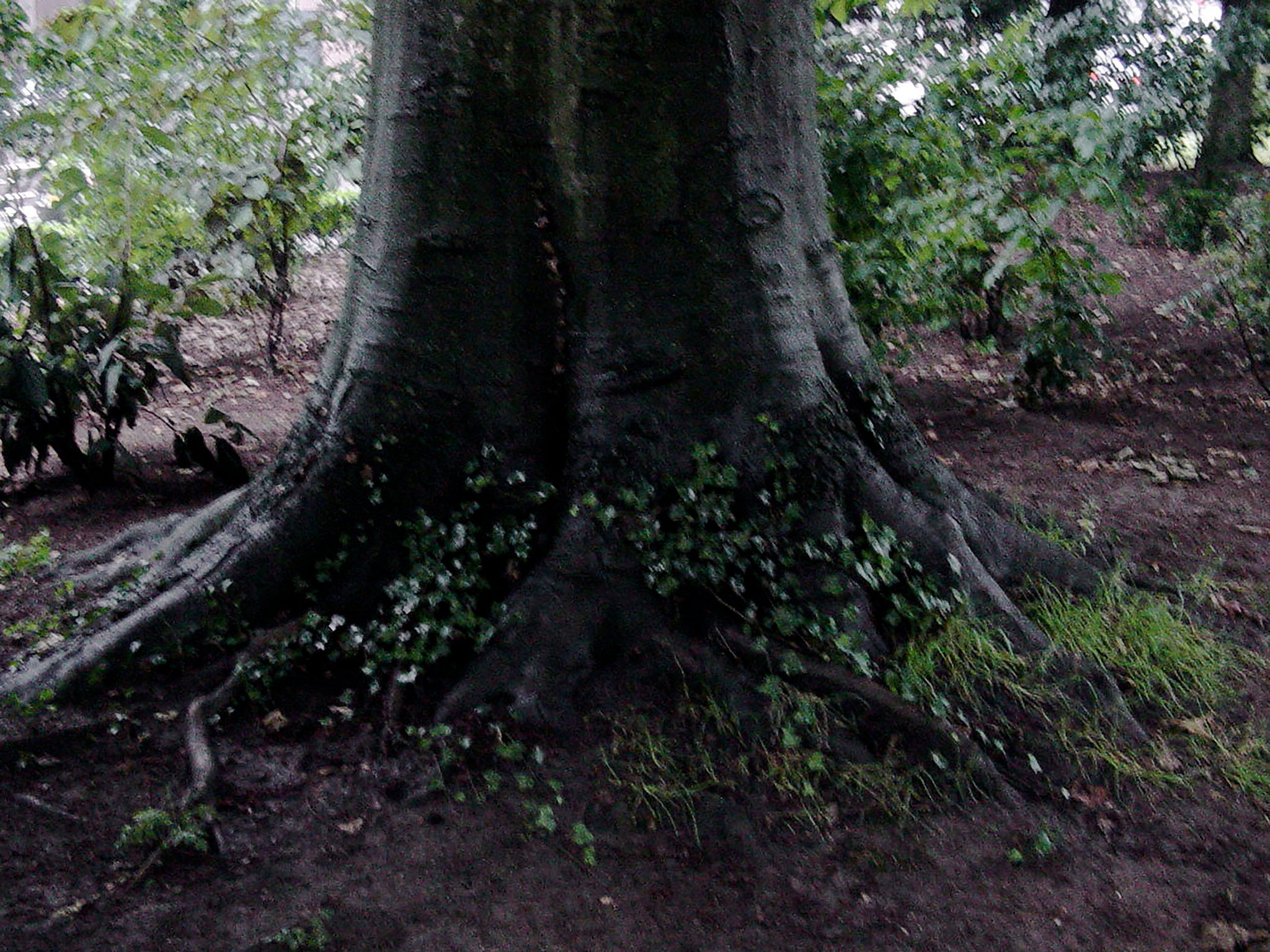 Smudge Spray: Sacred Space, protection & purifying tonic