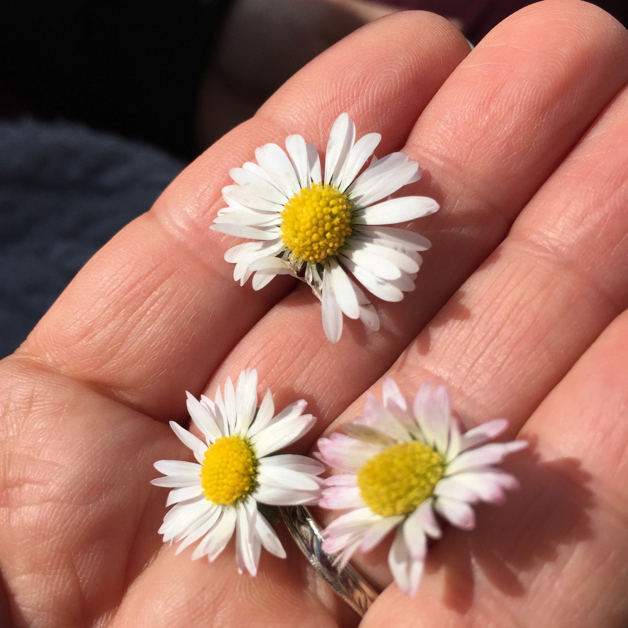 Scar Treatment Serum