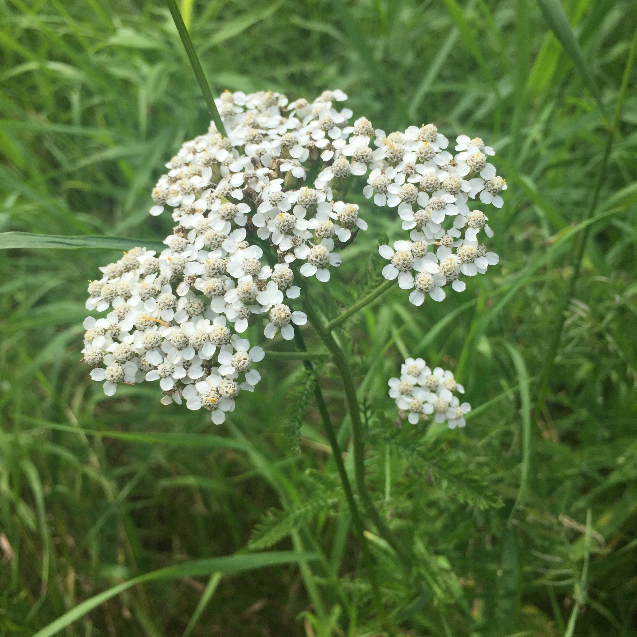 Scar Treatment Serum