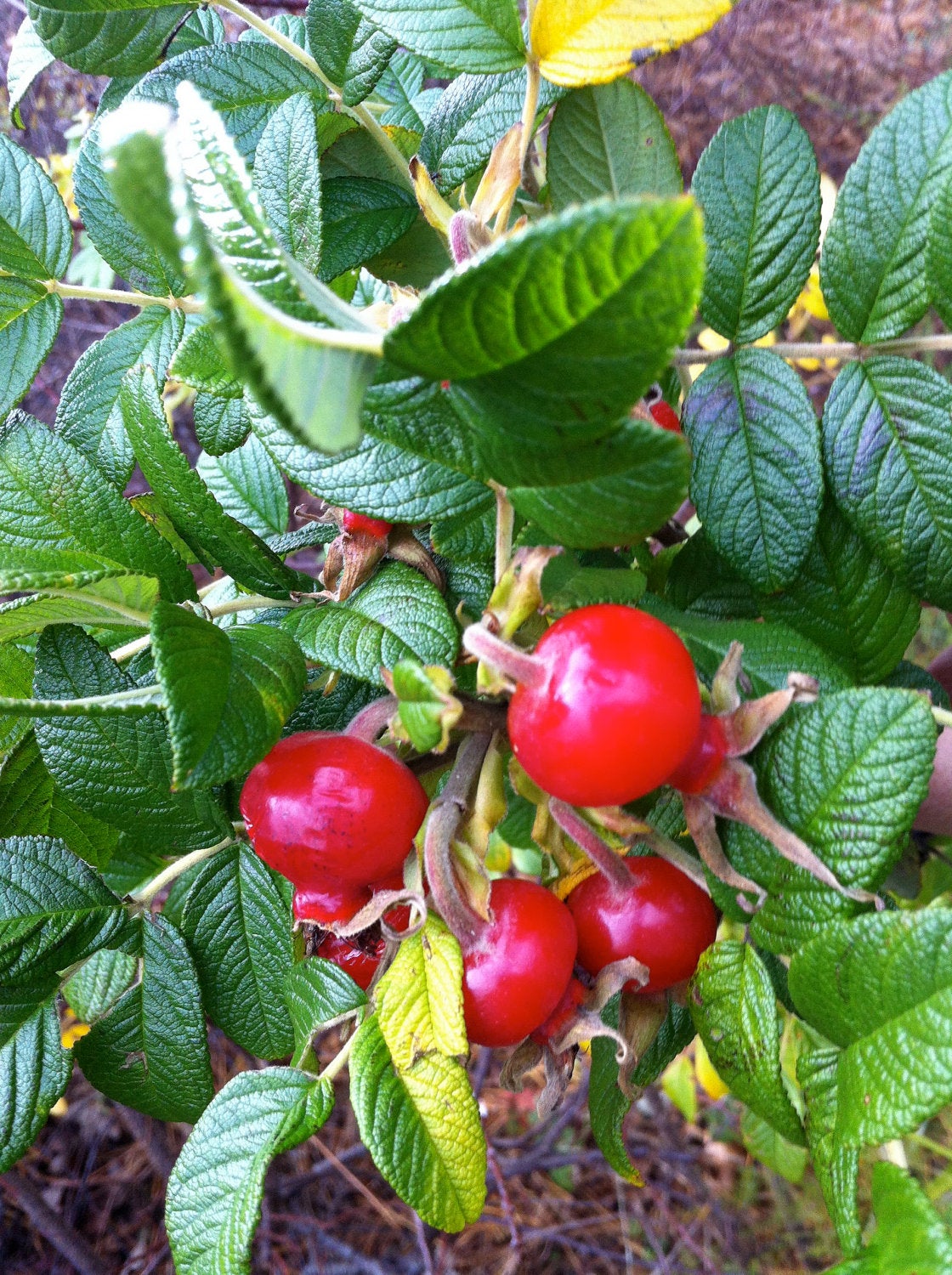 Quench Facial Serum: Daily Vitality Infusion + Inflammation Tamer.