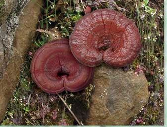 Mushroom Blend Dual-processed Extract. Immune Booster, Reparative Anti-inflammatory Support Tonic.